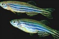 /album/hs-peixes-ornamentais/paulistinha-jpg/