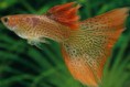 /album/hs-peixes-ornamentais/lebiste-jpg/