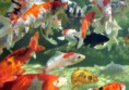 /album/hs-peixes-ornamentais/carpa-jpg/