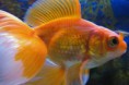 /album/hs-peixes-ornamentais/kinguio-jpg/