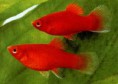 /album/hs-peixes-ornamentais/plati-jpg/