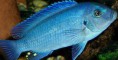 /album/hs-peixes-ornamentais/ciclideo-jpg/