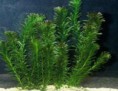 /album/hs-peixes-ornamentais/elodea-planta-jpg/