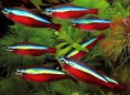 /album/hs-peixes-ornamentais/neon-jpg/
