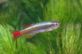 /album/hs-peixes-ornamentais/tanictis-jpg/