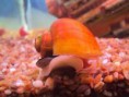 /album/hs-peixes-ornamentais/curbicula-jpg/