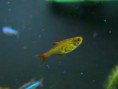 /album/hs-peixes-ornamentais/enfermeirinha-jpg/