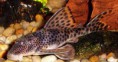 /album/hs-peixes-ornamentais/cascudo-jpg/