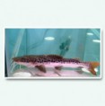 /album/hs-peixes-ornamentais/cachapira-jpg/