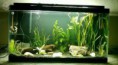 /album/hs-peixes-ornamentais/aquario-jpg/